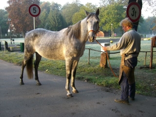 Pferd mit Besitzer